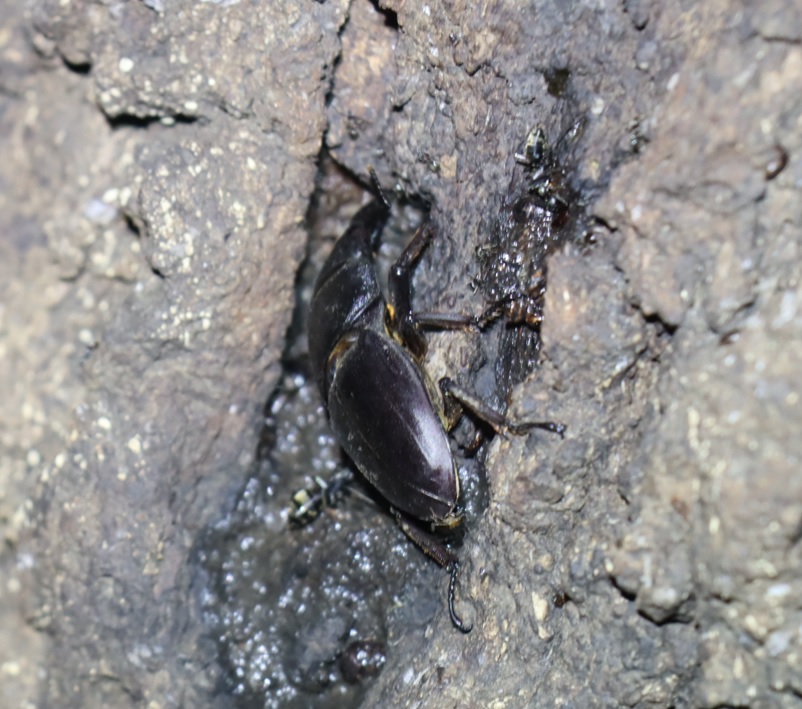 ヒラタクワガタ♂（49mm）-アングル3_No7のクヌギ_クワガタ達のオアシス_2023年7月19日19時35分 気温28.7度